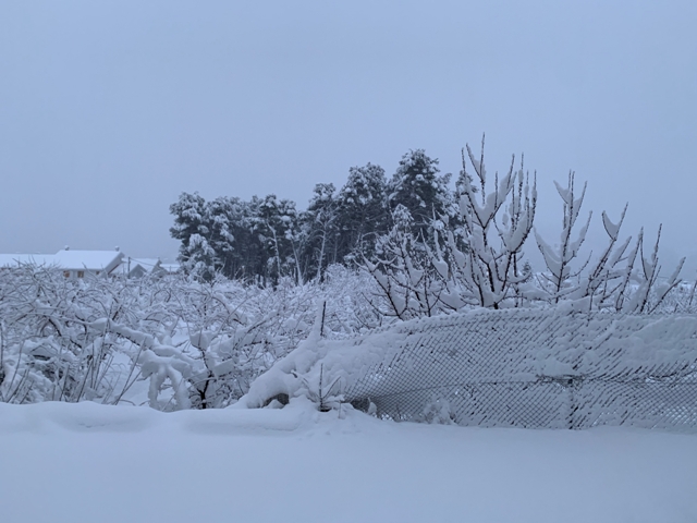 Campo. Temporal filomena (febrero 2021)
